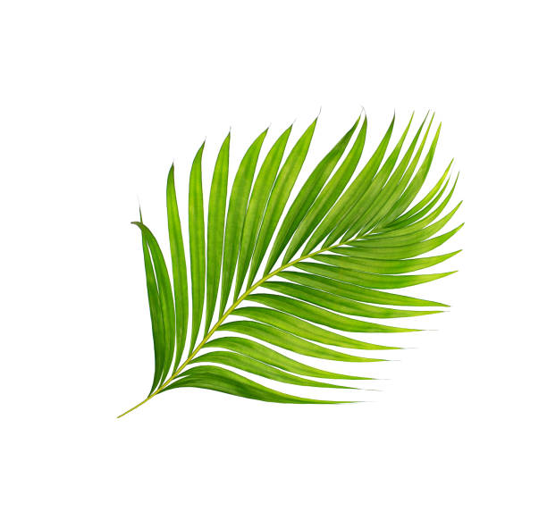 istock green leaves of palm tree isolated on white background 805830350