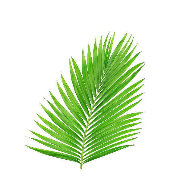 istock green leaves of palm tree isolated on white background 805830390