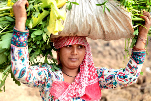 istock Women carrying mustard crop bundle on her head 805830574