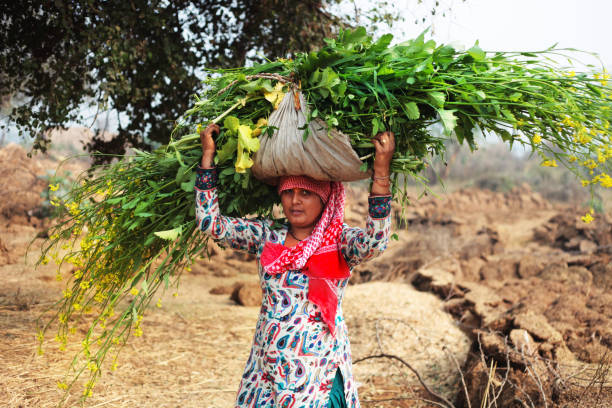Female farmer in sari carrying bunches of wheat crops in organic farm