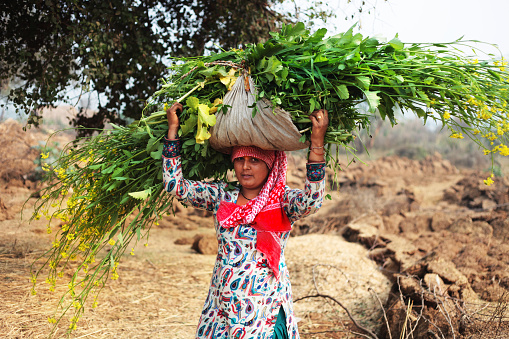 Rural women of Indian ethnicity carrying mustard crop bundle on her head use as animal fodder portrait outdoor.