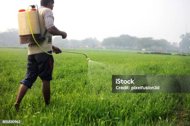 Farmer Working In Wheat Field Stock Photo - Download Image Now - Fertilizer, Crop Sprayer, India