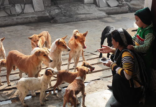 Women giving food for hungry street dogs.