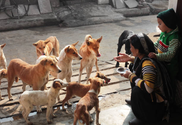 aç sokak köpekleri - başıboş hayvan stok fotoğraflar ve resimler