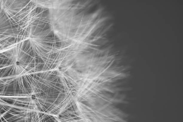 istock spring macro dandelion pistils as black and white abstract background highlighted 805874002