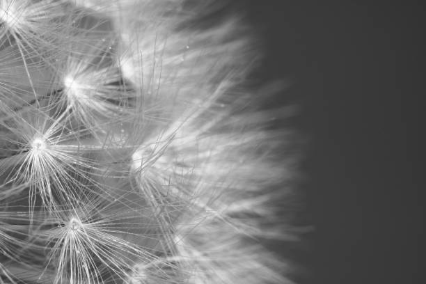 istock spring macro dandelion pistils as black and white abstract background highlighted 805876596
