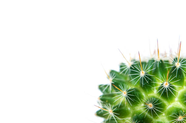 istock Mammillaria Cactus isolated on white background 805892814