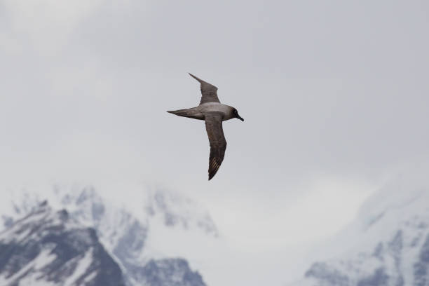istock A Light Mantled Sooty Albatross flies over a bleak and desolate sky in South Georgia 805908032