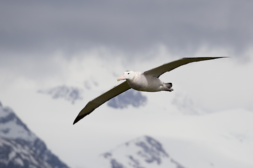 With close to the largest wingspan in the animal kingdom, these Wandering Albatross nest off on the slopes of Prion island in the summer months in South Georgia