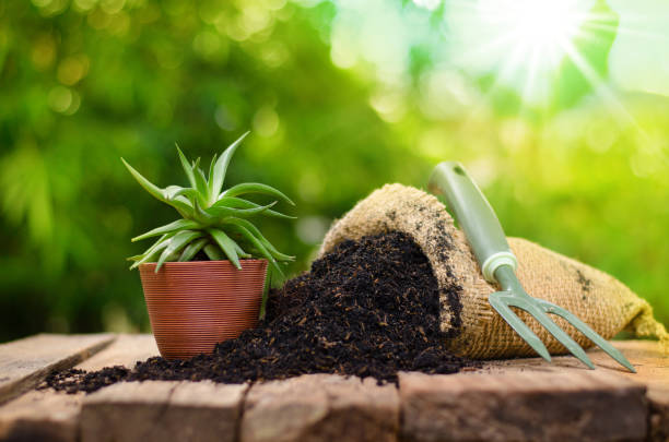 cactus on plant pot with fertilizer bag  over green background stock photo