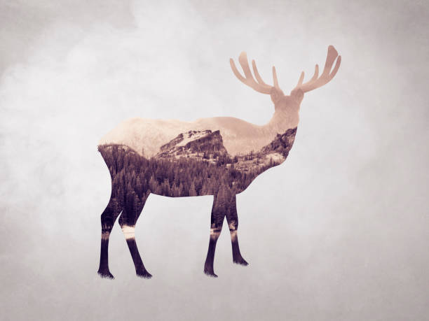 istock Digital artwork double exposure of elk, mountain, forest, and lake. 805924222