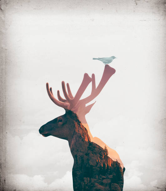 Digital artwork double exposure of elk and mountain