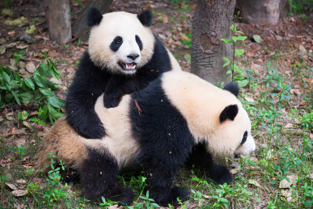 istock Two young giant pandas playing together 805935548