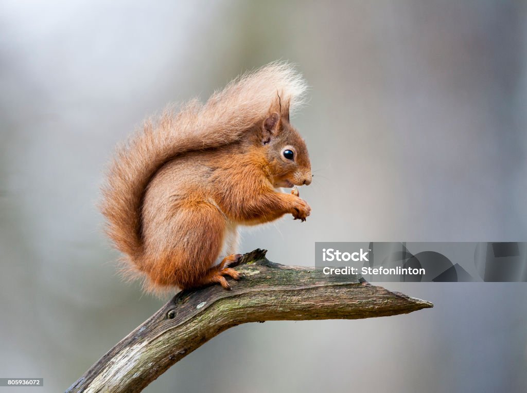Red Squirrel A Red Squirrel, sitting on a branch. Taken in Scotland, UK Squirrel Stock Photo