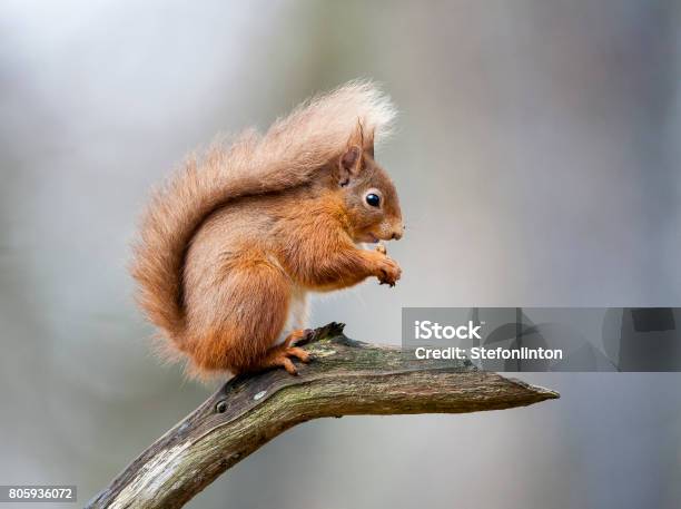 Red Squirrel Stock Photo - Download Image Now - Squirrel, Eurasian Red Squirrel, Animal Wildlife