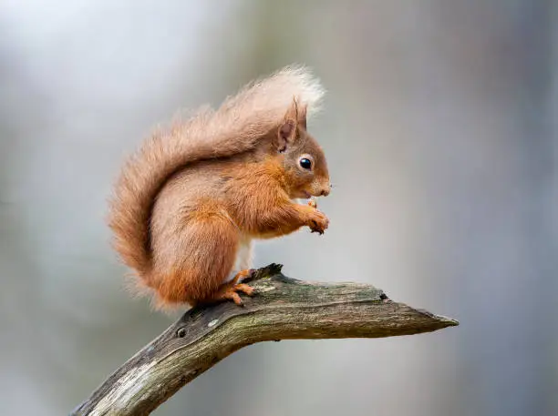 Photo of Red Squirrel