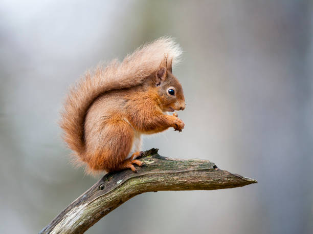 wiewiórka czerwona - wiewiórka zdjęcia i obrazy z banku zdjęć