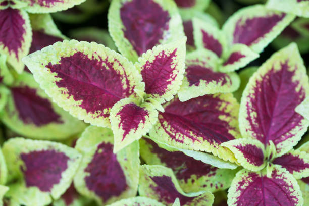 istock green red Coleus with green grass as background 805937118