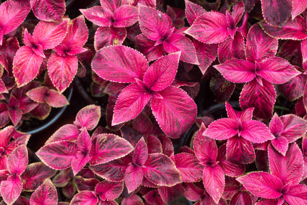 istock green red Coleus with green grass as background 805955306