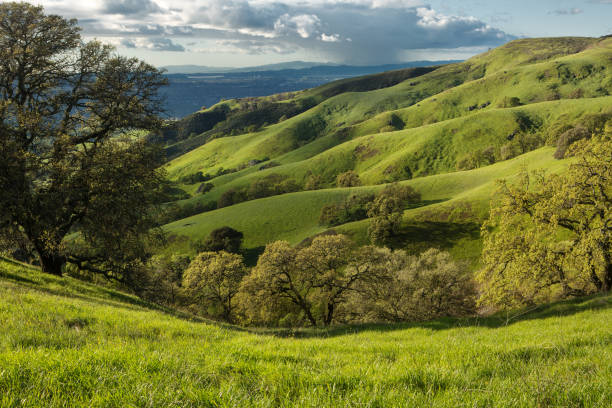 Spring on Mount Diablo Lush grass grows on the slopes of Mount Diablo above Walnut Creek, California contra costa county stock pictures, royalty-free photos & images