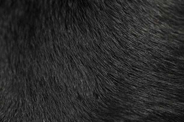 istock Labrador dog fur background 806038266