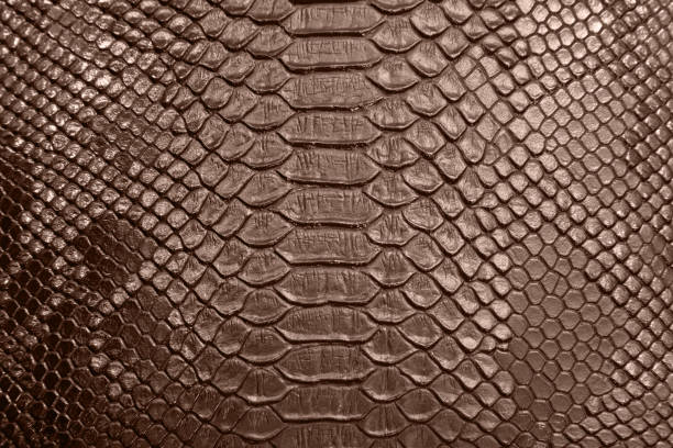 istock background of crocodile skin 806040420