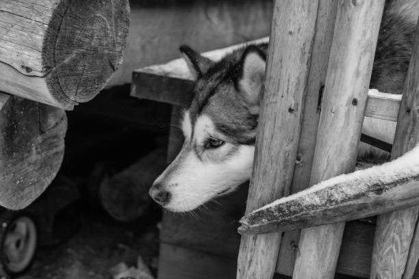 istock Shy Siberian Husky in Lapland 806054534