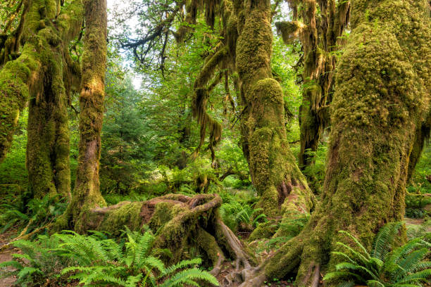 istock hoh rain forest in olympic national park 806065260
