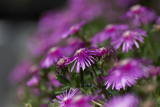 istock Beautiful purple flowers in Japan 806070502