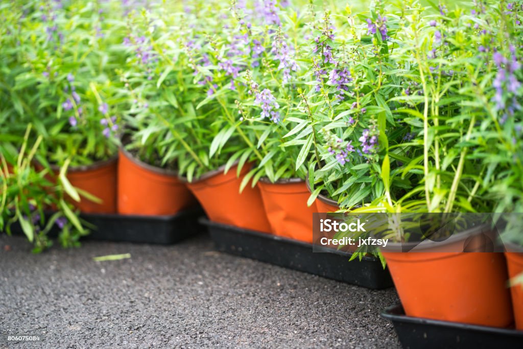 Angelonia grow in flower pot for gardening Abstract Stock Photo