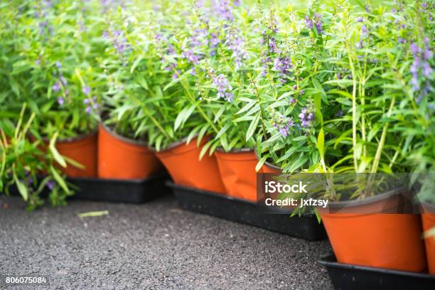 Angelonia Grow In Flower Pot For Gardening Stock Photo - Download Image Now - Abstract, Agricultural Field, Angelonia