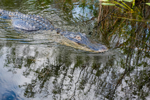 istock Alligator at Florida Swamp 806081664