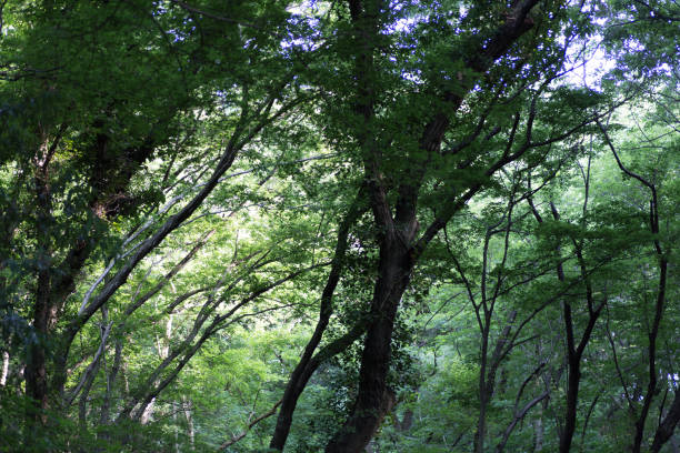 istock Beautiful Japanese trees in Japan 806081798