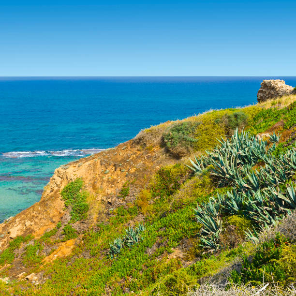 istock Dunes of the Mediterranean sea 806096924