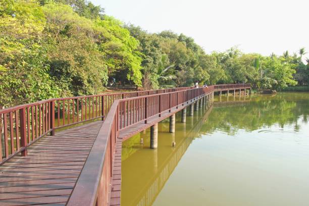 istock Wooden bridge in tropical forest 806097016