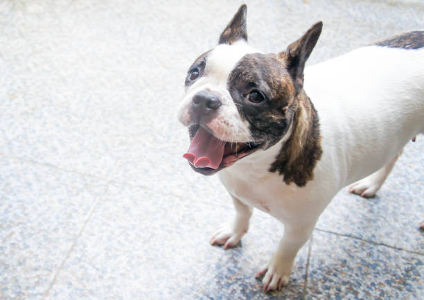 istock gape dog or yawn dog 806097326