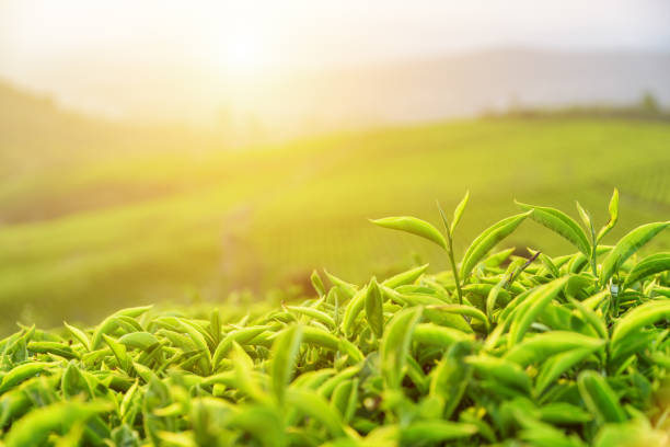 istock Amazing upper bright green tea leaves in rays of sunset 806099388