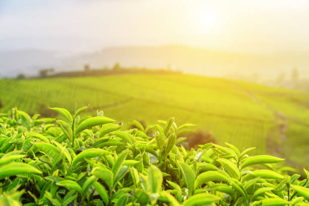 istock Beautiful young upper green tea leaves in rays of sunset 806101654