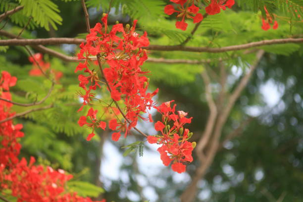 istock Orange flowers in summer 806101686