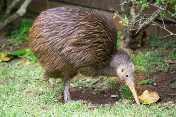 The New Zealand national bird the kiwi. This bird is named sparky and is missing one of it legs.