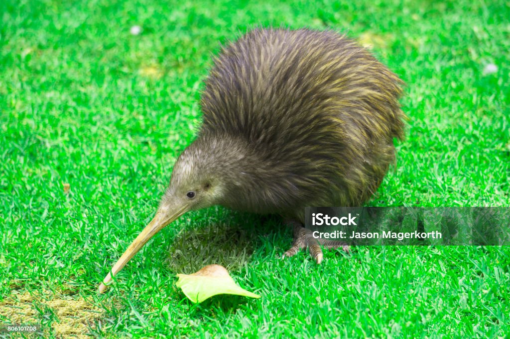 Kiwi Stock Photo - Download Image Now - Kiwi Bird, Bird, New Zealand -  iStock