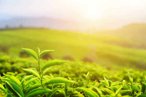 istock Young upper bright green tea leaves in rays of sunset 806109928