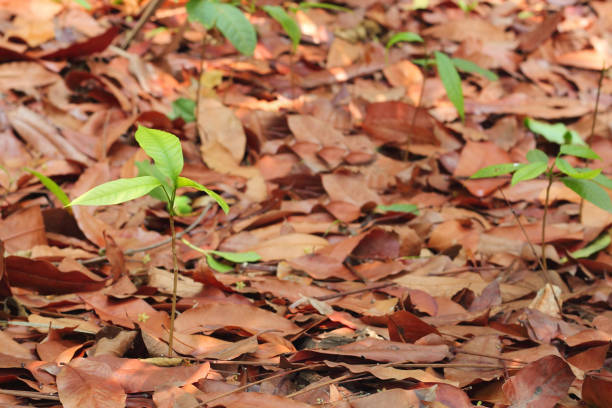 istock plant birth and growth among falled dry leaf 806116734