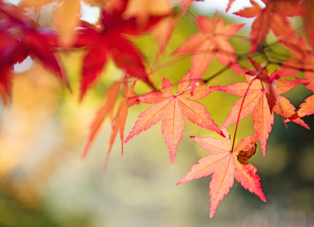 istock Red and yellow tree leaves on a tree in autumn background 806116928