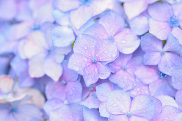 istock Macro texture of blue colored Hydrangea flowers with water droplets 806117206