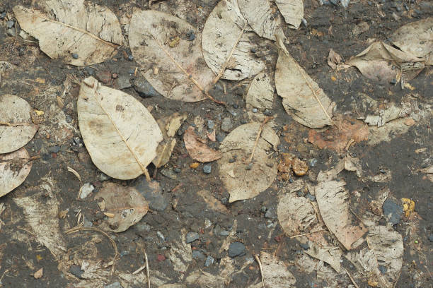 istock Autumn leaves on the ground 806119096