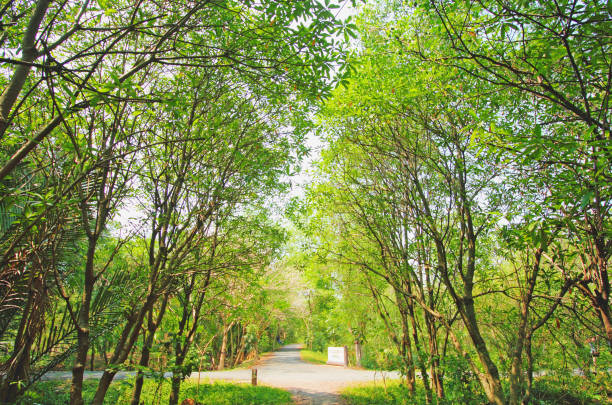 istock green forest background in a sunny day 806119196