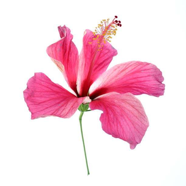 istock Pink hibiscus isolated on white background 806119348
