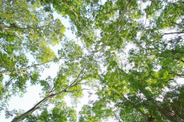 istock green forest background in a sunny day 806119392