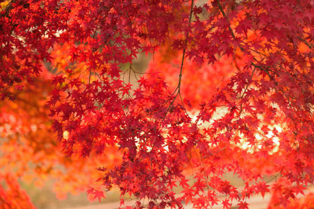 vibrant automne japanese maple leaves paysage avec arrière-plan flou - kamakura photos et images de collection